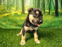 Yvette, a female German Shepherd Dog and Siberian Husky for sale in Fort Wayne, IN – 4 of 4