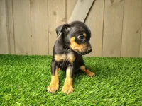 Millie, a female Miniature Pinscher for sale in Fort Wayne, IN – 3 of 3