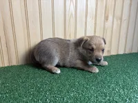 Meadow, a female Australian Cattle Dog and Labrador Retriever for sale in Fort Wayne, IN – 3 of 3