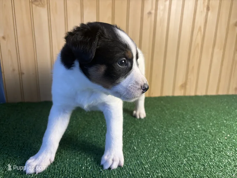 Stetson – Australian Cattle Dog, Labrador Retriever puppy for sale in Fort Wayne, IN