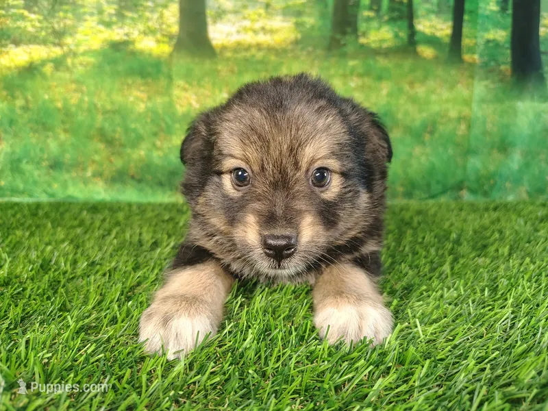 Trixie  – American Bulldog, Australian Shepherd puppy for sale in Fort Wayne, IN