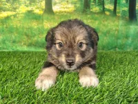 Trixie , a female American Bulldog and Australian Shepherd for sale in Fort Wayne, IN – 1 of 5