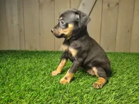 Minnie, a female Miniature Pinscher for sale in Fort Wayne, IN – 3 of 3