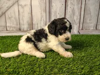 Dash , a male Miniature Goldendoodle for sale in Fort Wayne, IN – 4 of 4