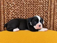 Laney, a female Olde English Bulldogge for sale in Fort Wayne, IN – 2 of 2