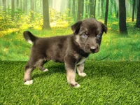 Yara , a female German Shepherd Dog and Siberian Husky for sale in Fort Wayne, IN – 3 of 3