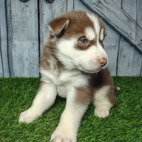 Riley, a male Siberian Husky for sale in Fort Wayne, IN – Photo 1 of 5
