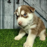 Riley, a male Siberian Husky for sale in Fort Wayne, IN – Photo 2 of 5