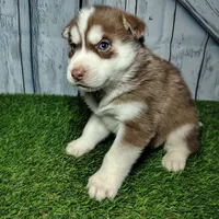 Riley, a male Siberian Husky for sale in Fort Wayne, IN – Photo 5 of 5