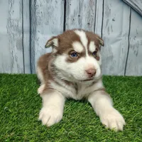 Riley, a male Siberian Husky for sale in Fort Wayne, IN – Photo 3 of 5