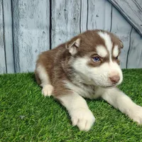 Riley, a male Siberian Husky for sale in Fort Wayne, IN – Photo 4 of 5
