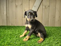 Minnie, a female Miniature Pinscher for sale in Fort Wayne, IN – 2 of 3