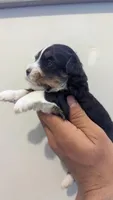 Caiden , a male Maltipoo for sale in Fort Wayne, IN – 2 of 2