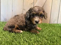 Jolie, a female Poodle - Toy  for sale in Fort Wayne, IN – 3 of 6