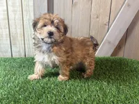 Ember, a female Morkie for sale in Fort Wayne, IN – 7 of 9