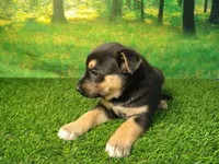 Yvette, a female German Shepherd Dog and Siberian Husky for sale in Fort Wayne, IN – 2 of 4