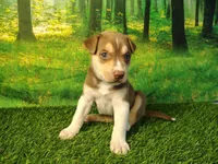 Yelena, a female German Shepherd Dog and Siberian Husky for sale in Fort Wayne, IN – 3 of 4