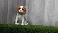 Rex, a male Cavalier King Charles Spaniel for sale in Fort Wayne, IN – 1 of 3