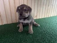 Marshall, a male Australian Cattle Dog and Labrador Retriever for sale in Fort Wayne, IN – 2 of 2