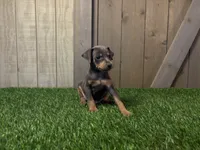 Simba, a male Miniature Pinscher for sale in Fort Wayne, IN – 2 of 4