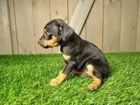 Millie, a female Miniature Pinscher for sale in Fort Wayne, IN – 2 of 3