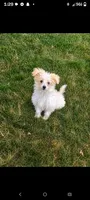Scout , a male Maltipoo for sale in Fort Wayne, IN – 2 of 8