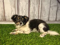 Lincoln, a male Pomeranian and Poodle - Miniature  for sale in Fort Wayne, IN – 3 of 3