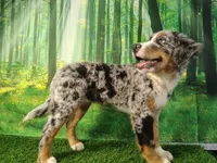 Hope , a female Australian Shepherd and Bernese Mountain Dog for sale in Fort Wayne, IN – 3 of 4