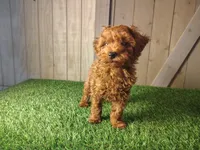 Rusty, a male Poodle - Toy  for sale in Fort Wayne, IN – 4 of 9