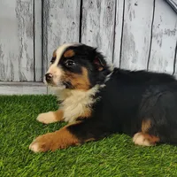 Cassie, a female Australian Shepherd for sale in Fort Wayne, IN – Photo 3 of 3