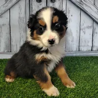 Cassie, a female Australian Shepherd for sale in Fort Wayne, IN – Photo 2 of 3