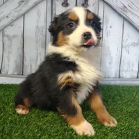 Cassie, a female Australian Shepherd for sale in Fort Wayne, IN – Photo 1 of 3
