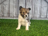 Lena, a female Pomeranian and Poodle - Miniature  for sale in Fort Wayne, IN – 7 of 8