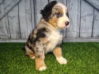 Hudson, a male Australian Shepherd and Bernese Mountain Dog for sale in Fort Wayne, IN – 5 of 6