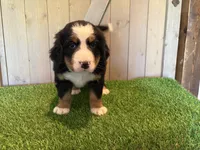 Aaron, a male Bernese Mountain Dog for sale in Fort Wayne, IN – 5 of 5