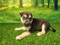 Yesenia , a female German Shepherd Dog and Siberian Husky for sale in Fort Wayne, IN – 2 of 3