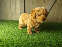 Jack, a male Poodle - Toy  for sale in Fort Wayne, IN – 6 of 6