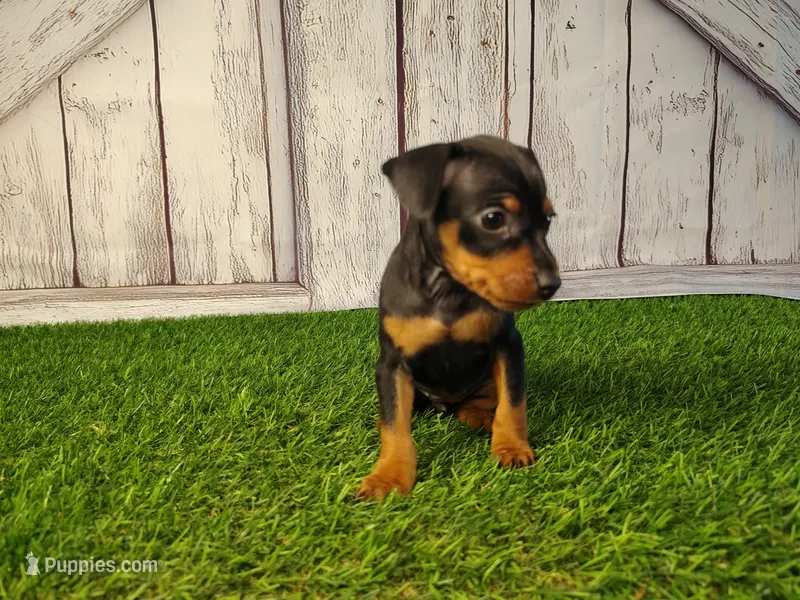 Ava  – Miniature Pinscher puppy for sale in Fort Wayne, IN