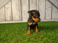 Ava , a female Miniature Pinscher for sale in Fort Wayne, IN – 1 of 6