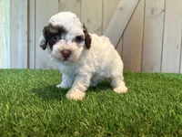 Joey, a male Poodle - Toy  for sale in Fort Wayne, IN – 3 of 5