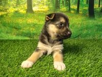 Yasmine, a female German Shepherd Dog and Siberian Husky for sale in Fort Wayne, IN – 3 of 4