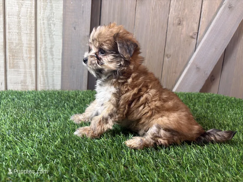 Eli – Morkie puppy for sale in Fort Wayne, IN