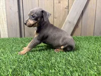 Sophie, a female Miniature Pinscher for sale in Fort Wayne, IN – 4 of 5