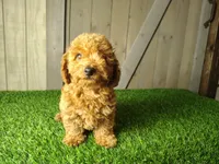 Jill , a female Poodle - Toy  for sale in Fort Wayne, IN – 2 of 6