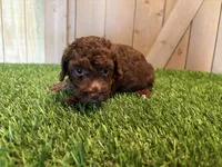 Juno, a female Poodle - Toy  for sale in Fort Wayne, IN – 4 of 5