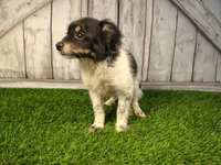 Lincoln, a male Pomeranian and Poodle - Miniature  for sale in Fort Wayne, IN – 2 of 3