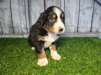 Hunter, a male Australian Shepherd and Bernese Mountain Dog for sale in Fort Wayne, IN – 4 of 4