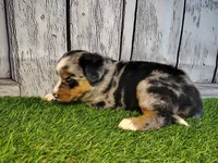 Hope , a female Australian Shepherd and Bernese Mountain Dog for sale in Fort Wayne, IN – 5 of 5