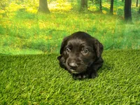 Nox, a male Golden Retriever and Labrador Retriever for sale in Fort Wayne, IN – 4 of 4