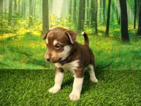 Yana, a female German Shepherd Dog and Siberian Husky for sale in Fort Wayne, IN – 2 of 5